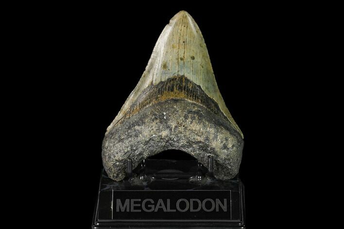 Fossil Megalodon Tooth - North Carolina #149422